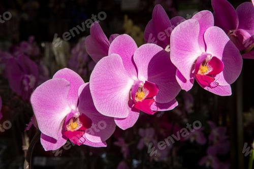 Preview: Close Up Of The Branch Of Purple Orchid