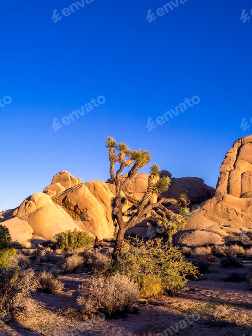 Preview: Boulders And Joshua Trees In Joshua Tree National Park, California As The Setting Sun Casts A Warm