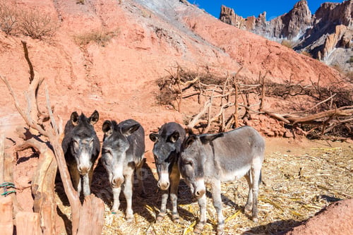 Preview: Closeup Of Four Small Donkeys Surrounded By Dramatic Colorful Hills Near Tupiza, Bolivia