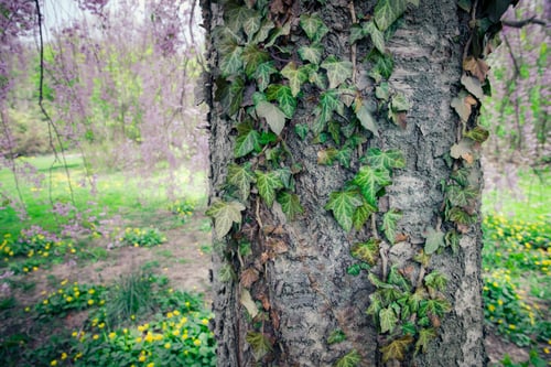 Preview: Detail Of The Bark On Tree Trunk With Ivy Vine