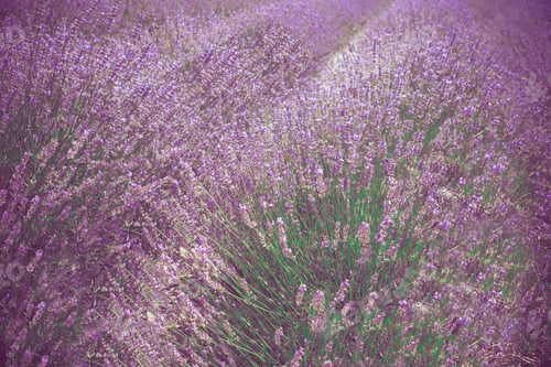 Preview: Beautiful Lavender Field From Long Island New York