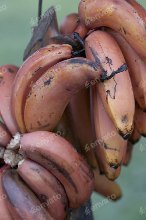 Preview: Bunch Of Banana Sao Thome To Sale