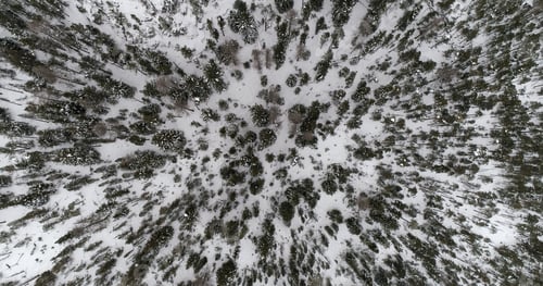 Preview: Aerial View Of Snow Covered Forest. Winter Season