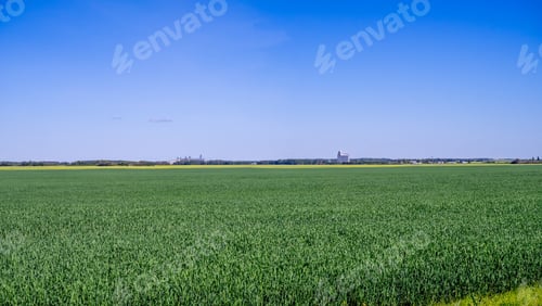 Preview: Panorama Of A Grain Field In Saskatchewan