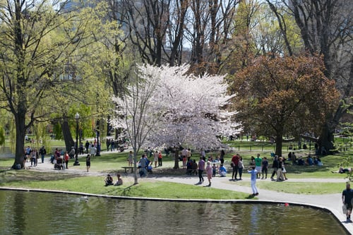 Preview: Boston, Usa - May 5, 2015 : First Day Of Spring At Boston Common