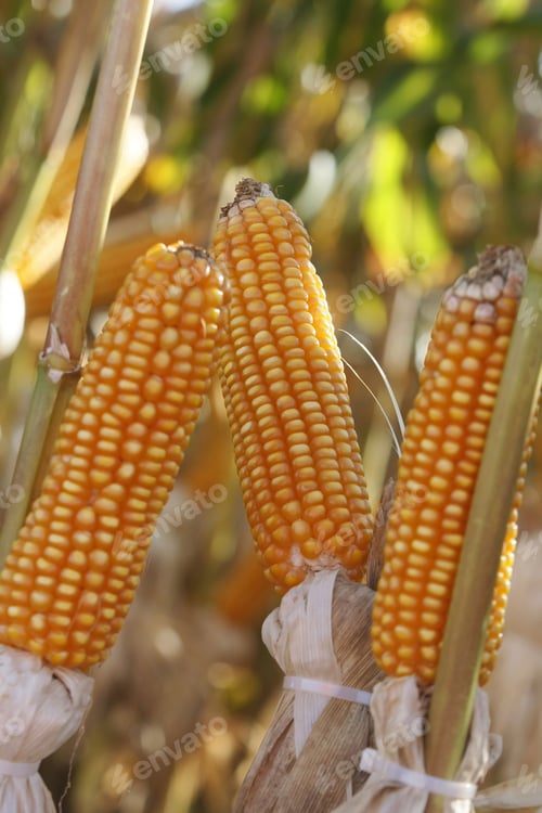 Preview: Ripe Yellow Cob Of Corn On A Cornfield
