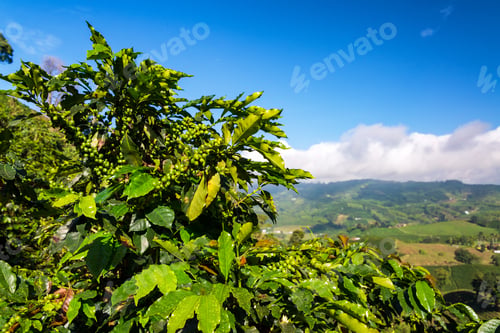 Preview: Closeup View Of A Coffee Plant With Lush Green Hills Behind It Near Manizales, Colombia