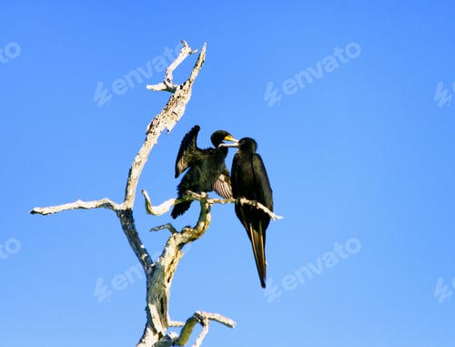 Preview: Two Cormorants In Tree In Rio Lagartos, Mexico