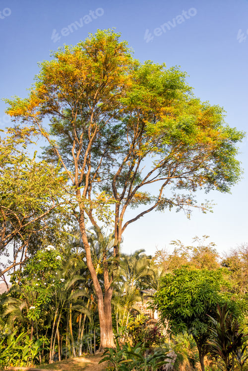 Preview: Tall Tree In Sierra Nevada De Santa Marta In Colombia With Golden Sunlight Falling On It