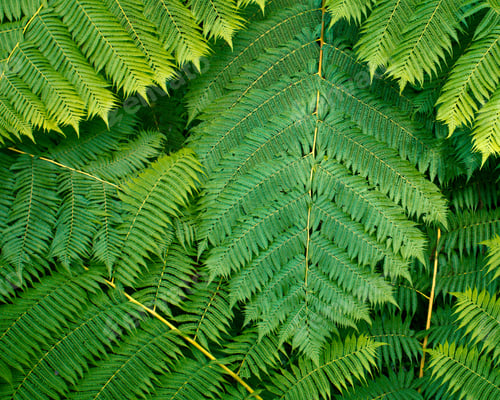 Preview: Lush Green Fern Leaves