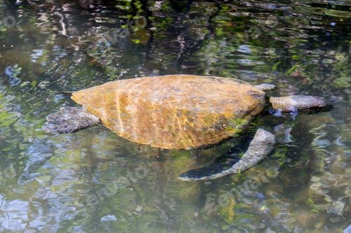 Preview: Giant Sea Turtle Swimming Near The Surface Off The Shore Of Isabela Island In The Galapagos Islands