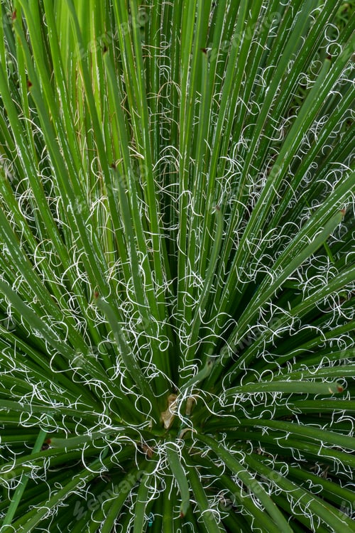 Preview: Detail Of Verdant And Lush Green Ornamental Grasses With White Spirals On Leaves. Selective Focus