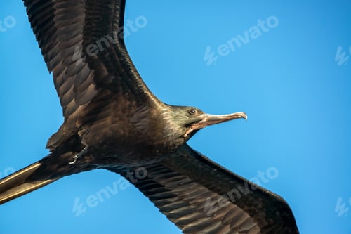 Preview: Closeup View Of A Frigatebird In Flight In The Galapagos Islands In Ecuador