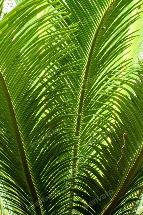 Preview: Green Palm Leaf Pattern Texture Abstract Background. Tropical Summer Concept.