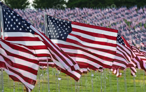 Preview: Row of American Flags on Display in a Park