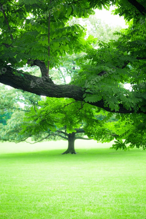 Preview: Beautiful Greenery Of Lush Summer Tree And Green Grass