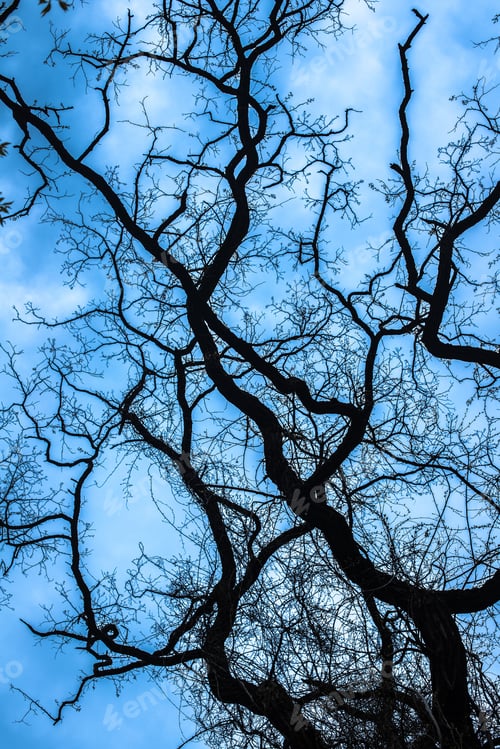 Preview: Bare Budding Tree Branches Looking Upwards At Blue Sky