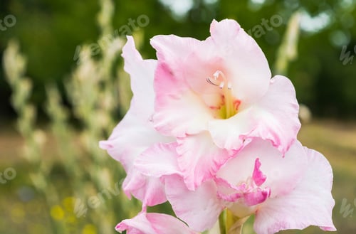 Preview: Beautiful Pink Flowers In The Garden