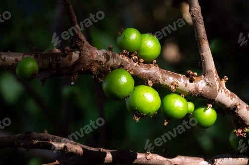 Preview: Jabuticaba Season. The Exotic Fruit Of The Jaboticaba Growing On The Tree Trunk. Jabuticaba Is The