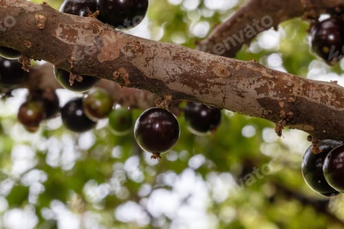 Preview: Jaboticaba Season.Jabuticaba In The Tree Ready To Be Harvested. Jaboticaba Is The Native Brazilian