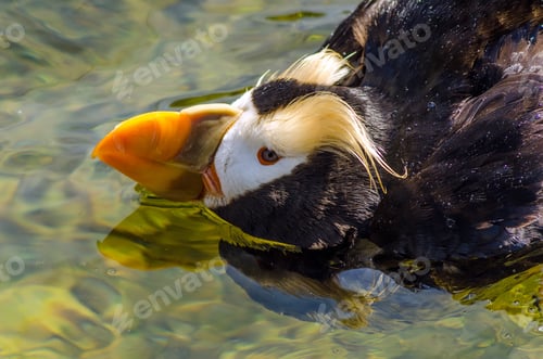 Preview: Closeup View Of A Tufted Puffin In Water