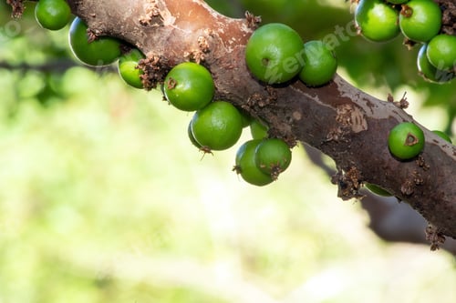 Preview: Jabuticaba Season. The Fruit Of The Jaboticaba Growing On The Tree Trunk. Jabuticaba Is The Native