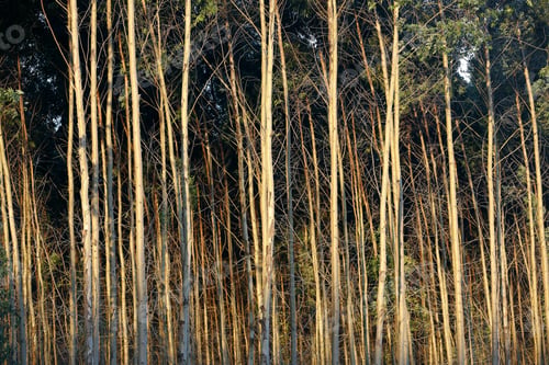 Preview: View Of Eucalyptus Plantation On Sunny Day In Brazilian Countryside
