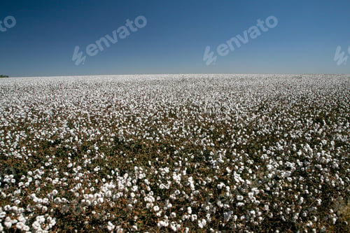Preview: Cotton Fields Ready To Be Harvested In Contrast To Blue Sky In The State Of Mato Grosso Do Sul