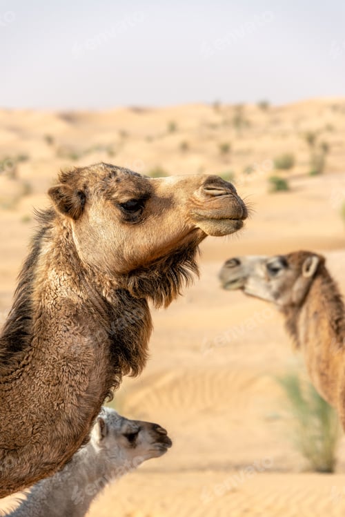 Preview: Vertical View Of Three Camels In The Sahara Desert In Tunisia