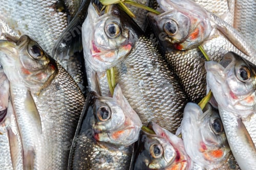 Preview: Closeup View Of Fresh Caught Fish In A Market In Iquitos, Peru In The Amazon Rainforest