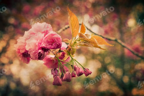 Preview: Vintage Style Spring Blossom On Tree With Texture