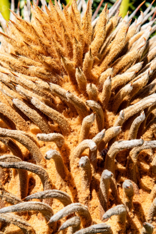 Preview: Closeup View Of Flower Of Female Sago Palm (Cycas Revoluta), Also Known As King Sago Palm