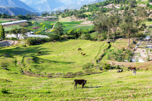 Preview: Green Pastures With A Flower Farm In The Background Near Quito, Ecuador
