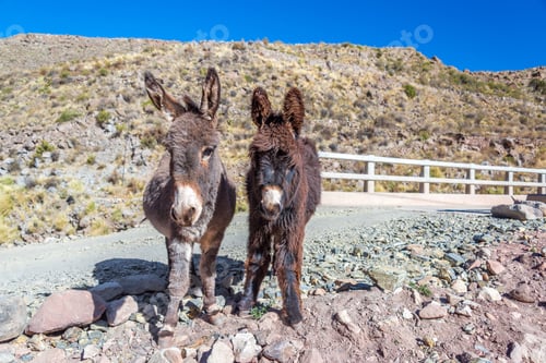 Preview: Two Cute Donkeys In The Bolivian Countryside