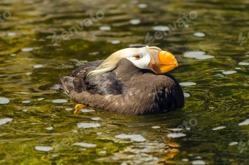 Preview: A Tufted Puffin Bird Relaxing In A Pool Of Water