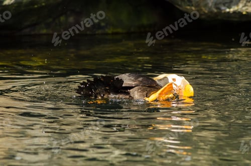 Preview: A Tufted Puffin Bird Splashing Around In Water