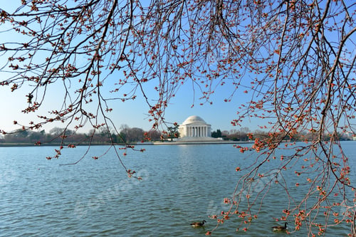 Preview: Cherry Blossoms Around The Tidal Basin With Jefferson Memorial, Washington Dc, United States