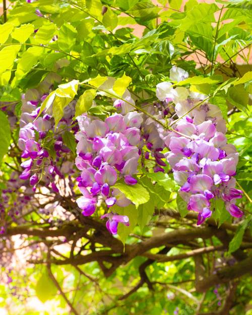 Preview: Pretty Spring Wisteria Hanging Outdoors
