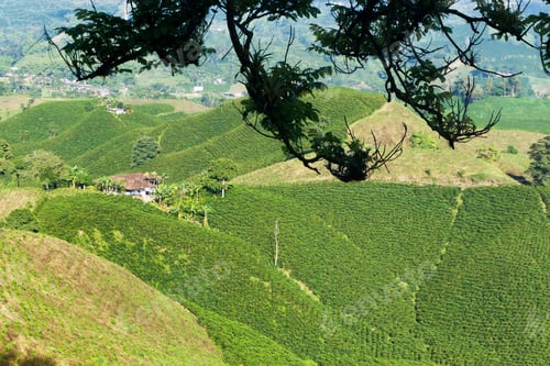 Preview: Landscape Of Coffee Plants Near Manizales, Colombia