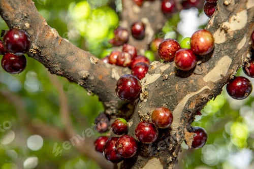Preview: Jabuticaba Fruit.The Exotic Fruit Of The Jaboticaba Growing On The Tree Trunk. Native Brazilian