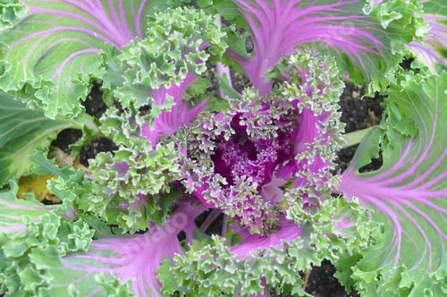 Preview: Close Up Of A Cabbage Plant