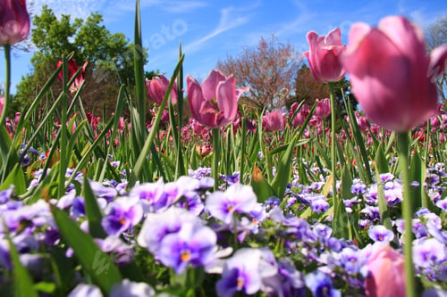 Preview: Lot Of Tulips In Field And Wildflowers