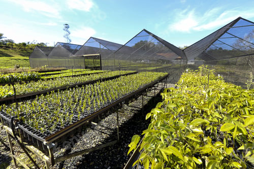 Preview: Greenhouse To Cultivated Seeds Of Atlantic Forest To Reforestation In Brazil