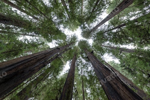 Preview: Looking Straight Up Redwood Trees In Humboldt Redwoods State Park