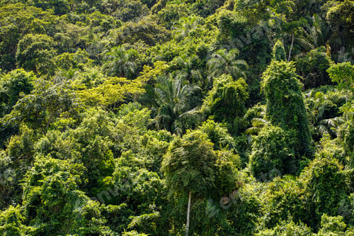 Preview: Texture Of Trees In The Atlantic Forest Ecosystem At Pereque Village, Guaruja, Sao Paulo State