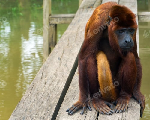 Preview: Red Howler Monkey Sitting On A Plank Near Iquitos, Peru