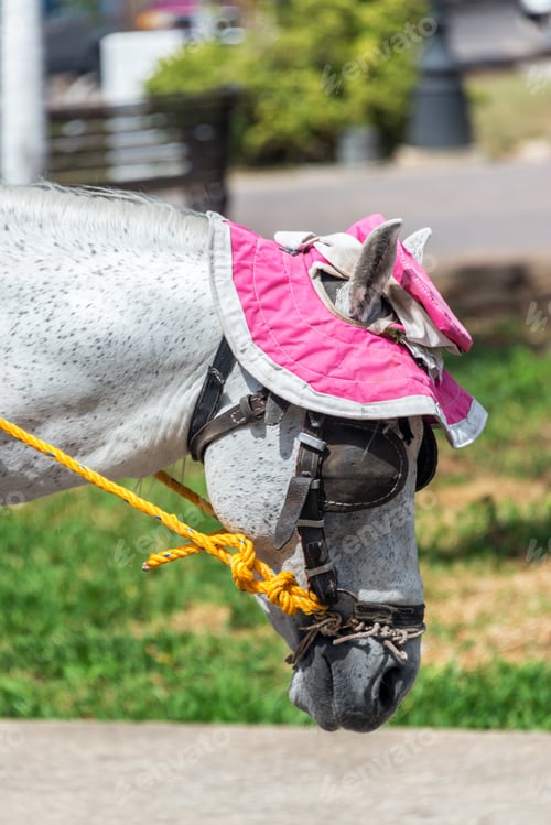 Preview: Horse Wearing A Pink Hat In Izamal, Mexico