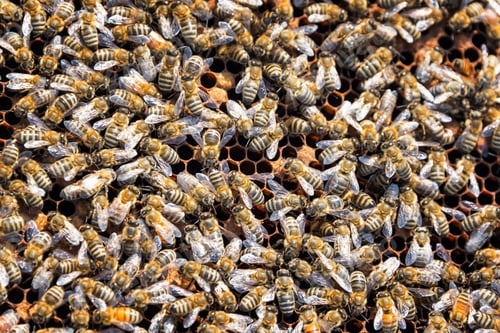 Preview: Closeup Of A Swarm Of Bees As Seen In Buffalo, Wyoming