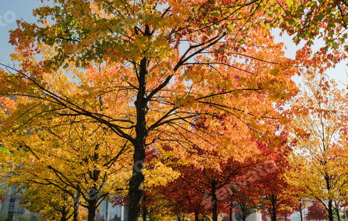 Preview: Colorful Autumn Trees