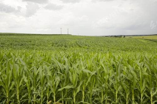 Preview: Field With Young Corn Plantation In Countryside On Brazil